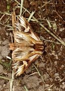 Purple Cloud (Actinotia polyodon)
