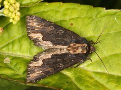 Bird's Wing (Dypterygia scabriuscula)