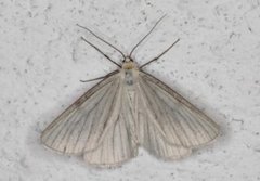 Black-veined Moth (Siona lineata)