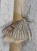 Black-veined Moth (Siona lineata)