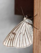 Black-veined Moth (Siona lineata)