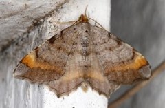 Tawny-barred Angle (Macaria liturata)