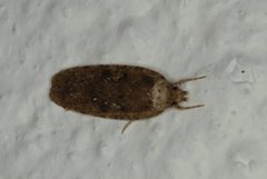 Common Flat-body (Agonopterix heracliana)
