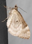 Spruce Carpet (Thera variata)
