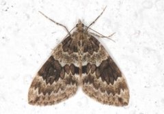 Spruce Carpet (Thera variata)