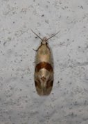 Thistle Conch (Aethes cnicana)