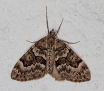 Spruce Carpet (Thera variata)