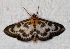 Small Magpie (Anania hortulata)