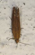 Red Piercer (Lathronympha strigana)
