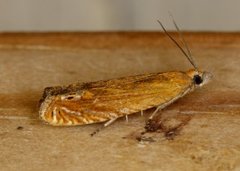 Red Piercer (Lathronympha strigana)