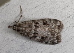 Common Grey (Scoparia ambigualis)