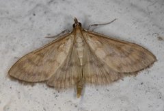 Bordered Pearl (Paratalanta pandalis)