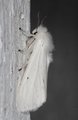 Hvit tigerspinner (Spilosoma urticae)