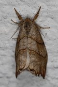 Scalloped Hook-tip (Falcaria lacertinaria)