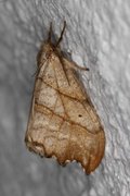 Scalloped Hook-tip (Falcaria lacertinaria)