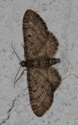 Grumset dvergmåler (Eupithecia subfuscata)