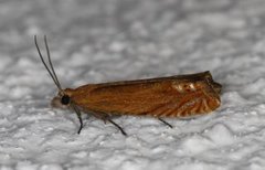 Red Piercer (Lathronympha strigana)