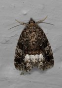 Marbled White Spot (Deltote pygarga)
