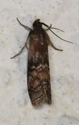 Beautiful Knot-horn (Pempelia formosa)