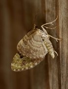 The V-Pug (Chloroclystis v-ata)