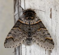 Sallow Kitten (Furcula furcula)
