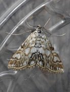 Brown China-mark (Elophila nymphaeata)