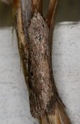 Bee Moth (Aphomia sociella)
