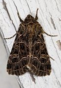 Nettnellikfly (Sideridis reticulata)