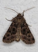 Nettnellikfly (Sideridis reticulata)