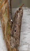 Bee Moth (Aphomia sociella)