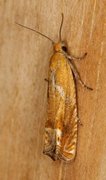 Red Piercer (Lathronympha strigana)
