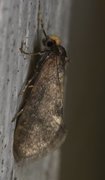 Sigarsekkspinner (Taleporia tubulosa)