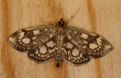 Elder Pearl (Anania coronata)