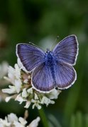 Mazarine Blue (Cyaniris semiargus)