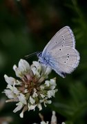 Mazarine Blue (Cyaniris semiargus)