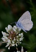 Engblåvinge (Cyaniris semiargus)