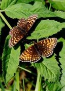 False-heath Fritillary (Melitaea diamina)