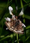 Burnet Companion (Euclidia glyphica)
