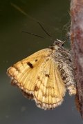 Brunt slåttefly (Euclidia glyphica)