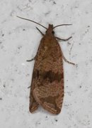 Barred Marble (Celypha striana)
