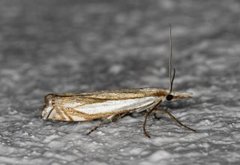 Grass-veneer (Crambus pascuella)