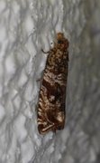 Thyme Marble (Celypha cespitana)