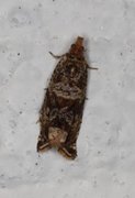 Thyme Marble (Celypha cespitana)