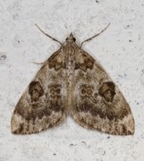 Spruce Carpet (Thera variata)