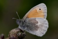 Engringvinge (Coenonympha pamphilus)