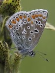 Tiriltungeblåvinge (Polyommatus icarus)