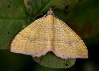 Gullmåler (Camptogramma bilineata)