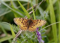 Brunflekket perlemorvinge (Boloria selene)