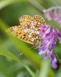 Brunflekket perlemorvinge (Boloria selene)