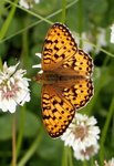 Aglajaperlemorvinge (Argynnis aglaja)